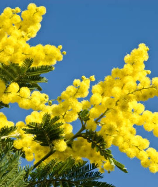 Speciale 8 marzo ai Musei civici di Livorno: ingresso gratuito per tutte le donne, tutto il giorno
